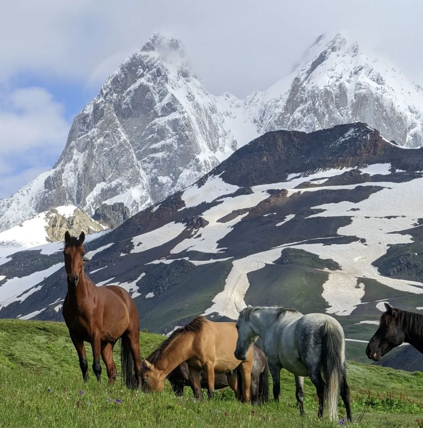 Horses grazing below Ushba in summer
